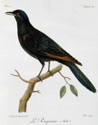 Male Red-winged Starling (Onychognathus morio)