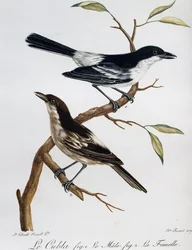 Male and Female of Black-backed Puffback (Dryoscopus cubla)