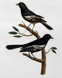 Male and female of Black Tit (Parus niger), engraving from Histoire Naturelle des Oiseaux d