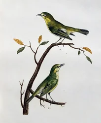 Male and female of Pale White-Eye (Zosterops pallidus), engraving from Histoire Naturelle des Oiseaux d