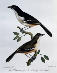 Male and Female of Southern Boubou (Laniarius ferrugineus), Engraving from Histoire Naturelle des Oiseaux d
