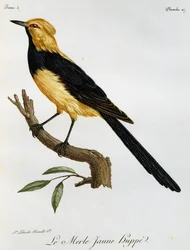 Merle Jaune Huppe, engraving from Histoire Naturelle des Oiseaux d