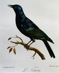 Pale-winged Starling (Onychognathus nabouroup)