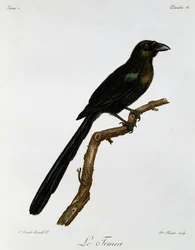 Racket-tailed Treepie (Crypsirina temia)