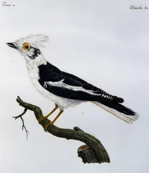 White Helmetshrike (Prionops plumatus), engraving from Histoire Naturelle des Oiseaux d