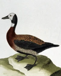 Duck of Maragnan