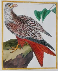 Kite, from 