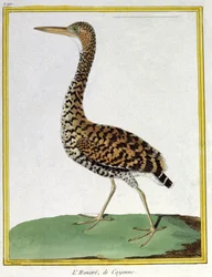Heron of Cayenne (French Guiana). Engraving by Francois Nicolas Martinet in: Histoire naturelle des oiseaux, by Georges Louis Leclerc de Buffon, France, c.1777