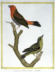 House Sparrow of Ile de France. Engraving by Francois Nicolas Martinet in: Histoire naturelle des oiseaux, by Georges Louis Leclerc de Buffon, France, c.1777 (colour engraving)
