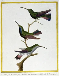 Hummingbird of Santo Domingo, Mexico and Jamaica. Engraving by Francois Nicolas Martinet in: Histoire naturelle des oiseaux, by Georges Louis Leclerc de Buffon, France, c.1777