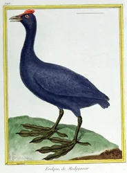 Red knobbed coot (of Madagascar). Engraving by Francois Nicolas Martinet in: Histoire naturelle des oiseaux, by Georges Louis Leclerc de Buffon, France, c.1777