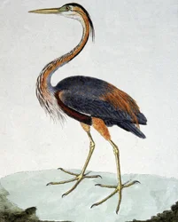 The Purple Heron