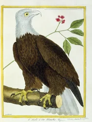 White-headed Eagle