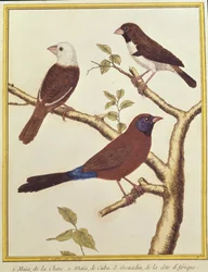 White-headed Munia, Double Coloured Seed Eater and Violet Eared Waxbill