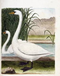 Zoological board (ornithology): in front: the swan and behind its female (tuber swan or cygnus olor). Illustration in 