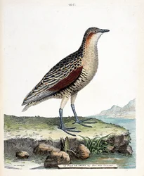 Zoological board (ornithology): knee rale or quail king (crex crex). Illustration in 