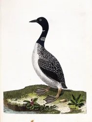 Zoological board (ornithology): the large spot dive (gavia immer). Illustration in 