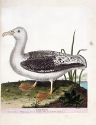 Zoological chart (ornithology): Albatros. Illustration in 