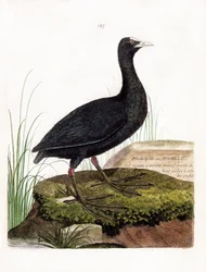 Zoological Chart (Ornithology): Coot or Moselle (Macroule Cot or Fulica Atra). Illustration in 