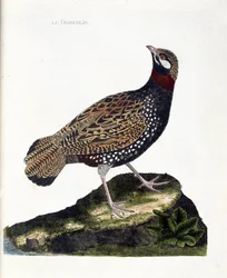 Zoological chart (ornithology): Francolin (francolin noir or francolinus francolinus). Illustration in 