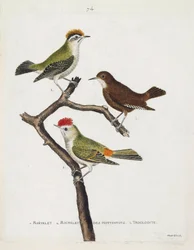 Zoological chart (ornithology). From top to bottom: roitelet (triple bandage or regulus ignicapilla), troglodyte (cute troglodyte or troglodyte) and roitelet of hottentots (ruby crown) on a branch. Illustration in 