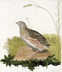 Zoological chart (ornithology): Male quail (ble quail or coturnix coturnix). Illustration in 