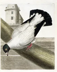 Zoological chart (ornithology): The battleship pigeon (columba livia). Illustration in 