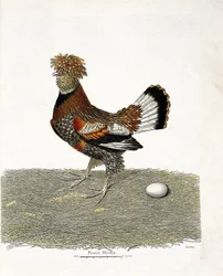 Zoological chart (ornithology): The chicken and its egg. Illustration in 