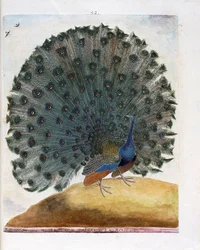 Zoological chart (ornithology): the peacock displaying its tail (blue peacock or Pavo cristatus). Illustration in “The History of the Birds, Painted in Their Appearing and Sensitive Aspects” by François Nicolas Martinet (1731-1800). Private collection.