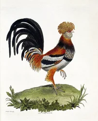 Zoological chart (ornithology): The rooster (domestic rooster or gallus gallus). Illustration in 