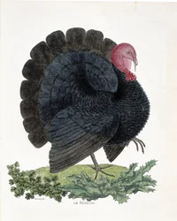 Zoological chart (ornithology): Turkey (domestic turkey or Melaeagris gallopavo). Illustration in 