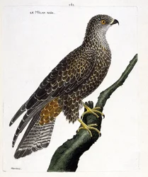Zoological chart (ornithology): black milvus migrans on a branch. Illustration in 