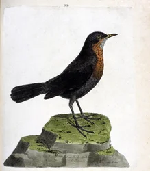 Zoological chart (ornithology): female blackbird (black blackbird or Turdus merula). Illustration in “The History of the Birds, Painted in Their Appearing and Sensitive Aspects” by François Nicolas Martinet (1731-1800). Private collection.