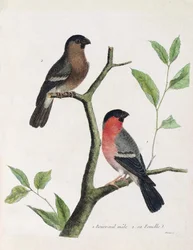 Zoological Chart (Ornithology): From Bottom to Top: Male and Female Bouvreil (Peony Bouvreil or Pyrrhula Pyrrhula) on a Branch. Illustration in The History of the Birds, Painted in Their Appearing and Sensitive Aspects by Francois Nicolas Martinet (1731
