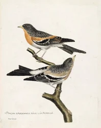 Zoological chart (ornithology): from top to bottom: The male and female Ardennes pinson (northern pinson or fringilla montifringilla) on a branch. Illustration in 