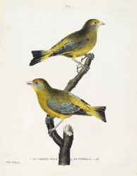 Zoological chart (ornithology): male and female verdier on a branch. Illustration in 