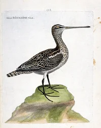 Zoological chart (ornithology): old male becassine (marsh becassine or gallinago gallinago). Illustration in 