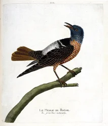 Zoological chart (ornithology): rock blackbird. Illustration in 