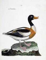 Zoological Chart (Ornithology): Tadorne (Tadorne de Belon or Tadorna Tadorna). Illustration in 