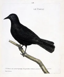 Zoological chart (ornithology): the cabbage on a branch. Illustration in 