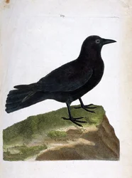 Zoological chart (ornithology): the crow (black crow or Corvus corone). Illustration in “The History of the Birds, Painted in Their Appearing and Sensitive Aspects” by François Nicolas Martinet (1731-1800). Private collection.