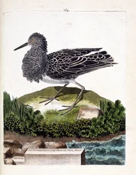 Zoological Chart (Ornithology): The Fighter or the Male Sea Peacock (Fighter Varies or Philomachus Pugnax). Illustration in 