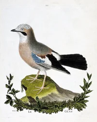 Zoological chart (ornithology): the geay (channel jay or garrulus glandarius). Illustration in “The History of the Birds, Painted in Their Appearing and Sensitive Aspects”