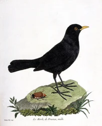 Zoological chart (ornithology): the male blackbird (black blackbird or turdus merula). Illustration in 