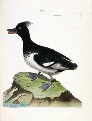 Zoological Chart (Ornithology): The Morillon (Scaup Morillon or Aythia Fuligula). Illustration in 