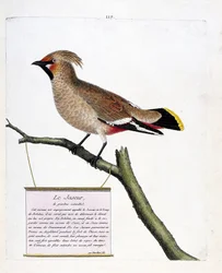 Zoological chart (ornithology): the natural-sized jasper on a branch. Illustration in 