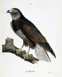 Zoological chart (ornithology): the nozzle (variable nozzle or buteo buteo) on a branch. Illustration in 