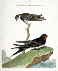 Zoological chart (ornithology): the shoreline swallow of the fez kingdom (Riparia riparia) on a branch and the African swallow (rustic swallow or Hirundo rustica). Illustration in “The History of the Birds, Painted in Their Appearing and Sensitive Aspects”