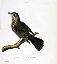 Zoological chart (ornithology): the thrush commonly called the calandrotte on a branch. Illustration in 