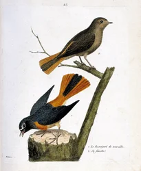 Zoological chart (ornithology): the wall nightingale on a tree strain and its female (redtail with white forehead or phoenicurus phoenicurus) on the branch. Illustration in “The History of the Birds, Painted in Their Appearing and Sensitive Aspects”